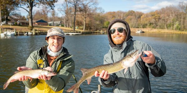 Pickerel and yellow perch fishing in winter river