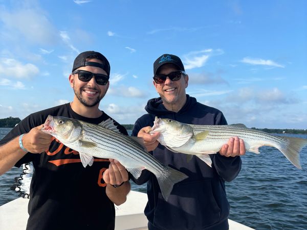 Two men holding striped bass on fishing boat